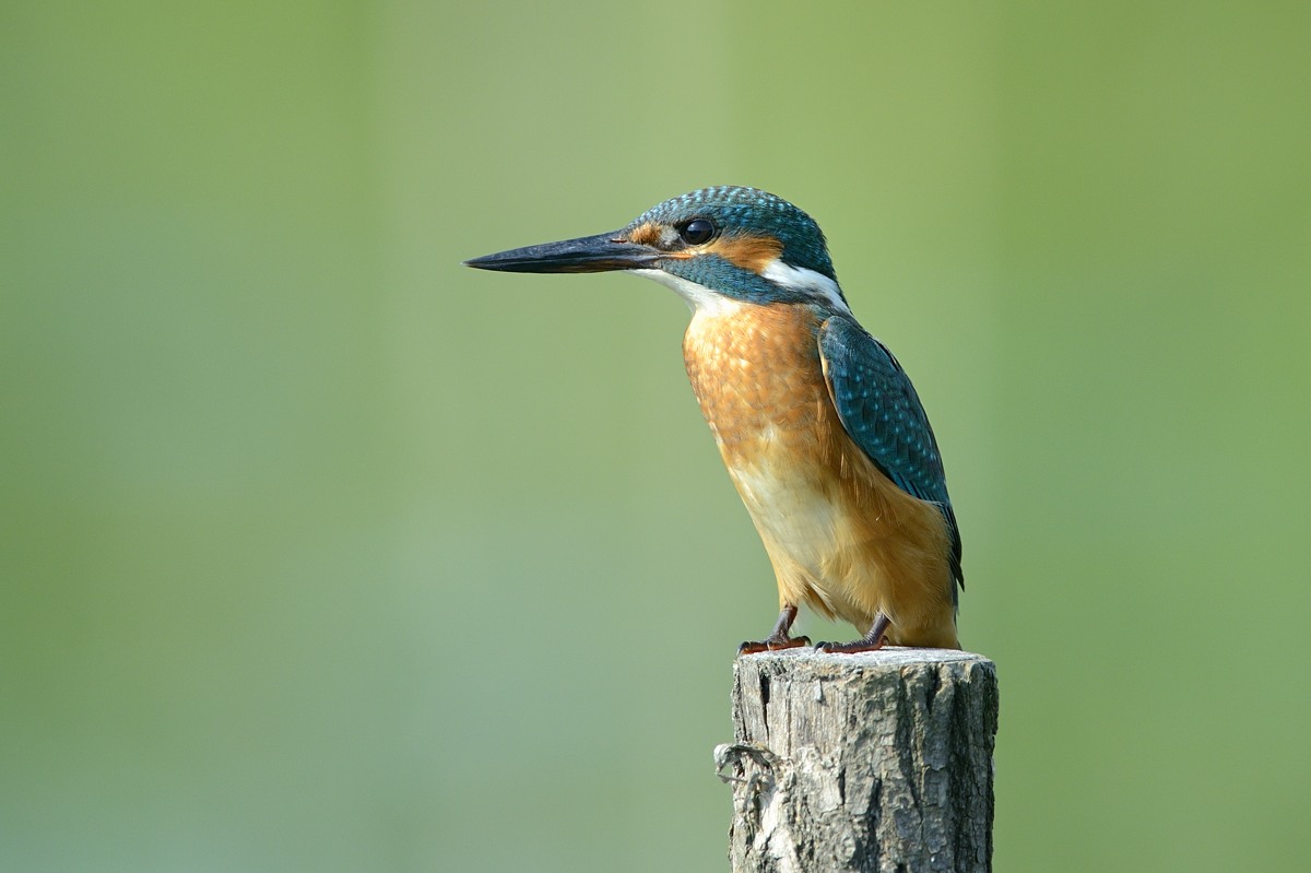 Il mio primo martino 2013